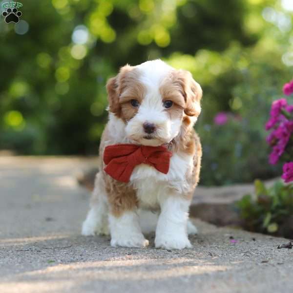 Baxter, Cavapoo Puppy
